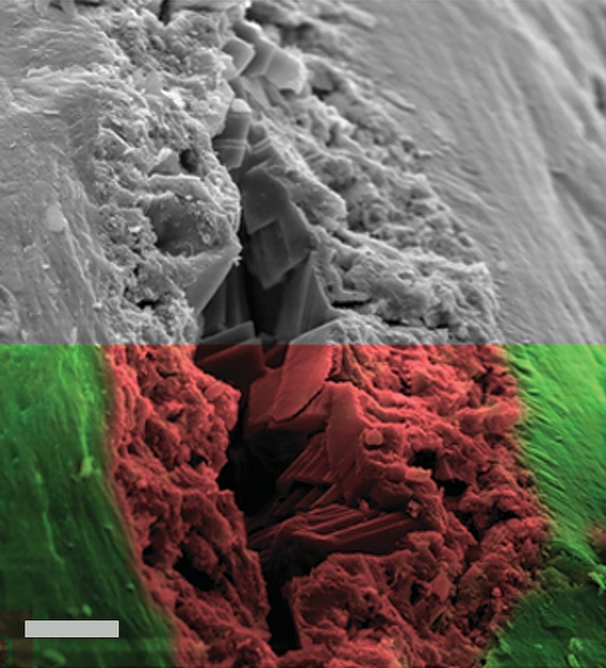 Soft Dinosaur Tissue Dispute - Probably Just Biofilm, Says Study